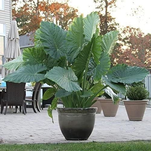 Upright Elephant Ear “Alocasia Odora” Macrorrhiza (1 XL Bulb) – Flourishing  Venture