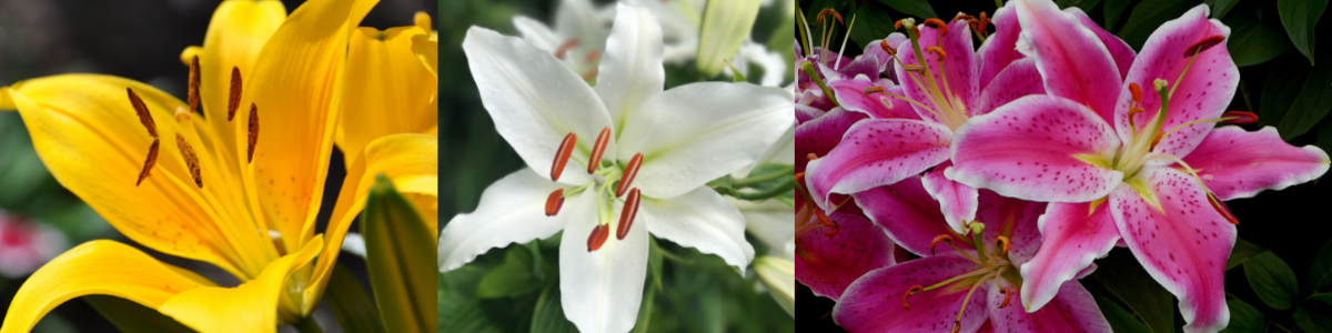 Oriental & Asiatic Lilies