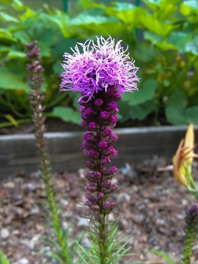 Purple Spicata “Blazing Star” Liatris (10 Bulbs)