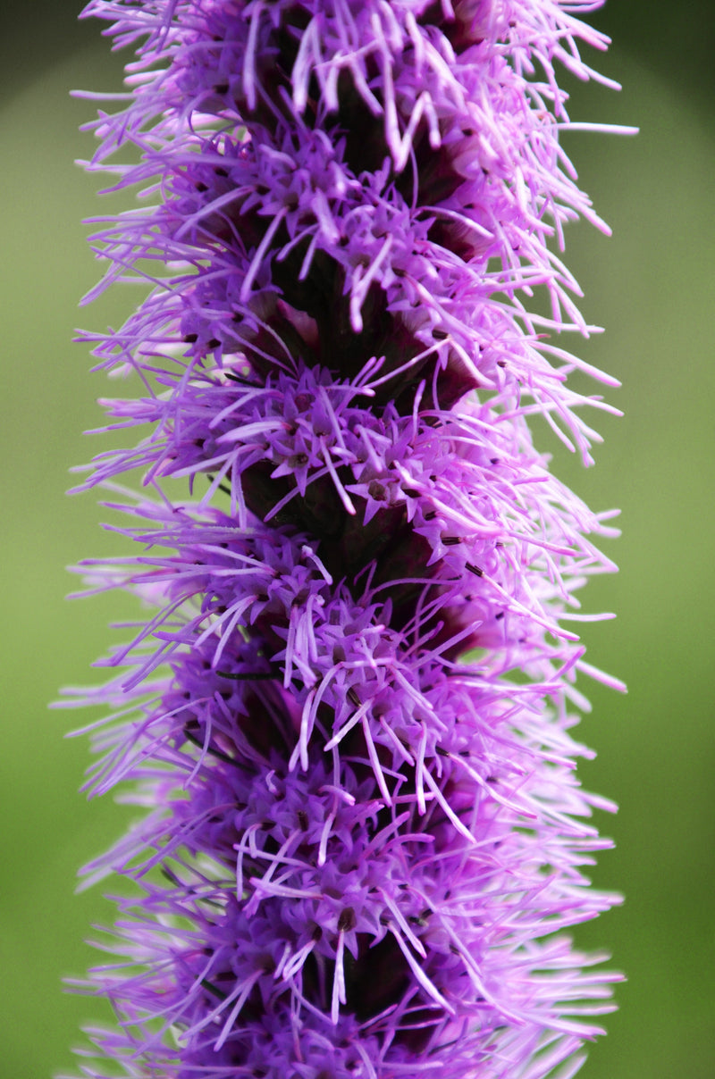 Purple Spicata “Blazing Star” Liatris (10 Bulbs)