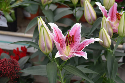 Stargazer Oriental Lily (3 Bulbs)