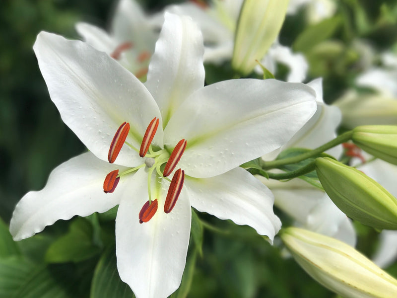 Casa Blanca Oriental Lily (3 Bulbs)