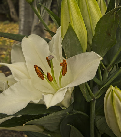 Casa Blanca Oriental Lily (3 Bulbs)