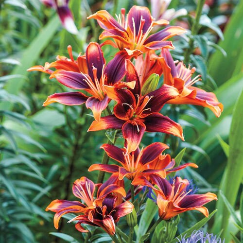Forever Susan Asiatic Lily (3 Bulbs)