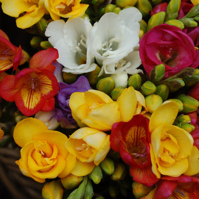 Freesia Mix (15 Bulbs)