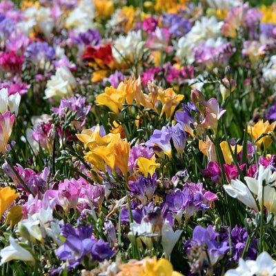 Freesia Mix (15 Bulbs)