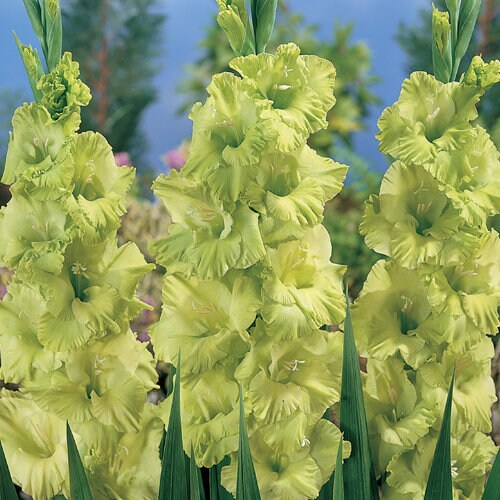 Gladiolus Green Star (10 Bulbs)