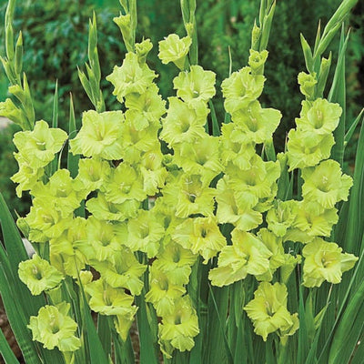 Gladiolus Green Star (10 Bulbs)