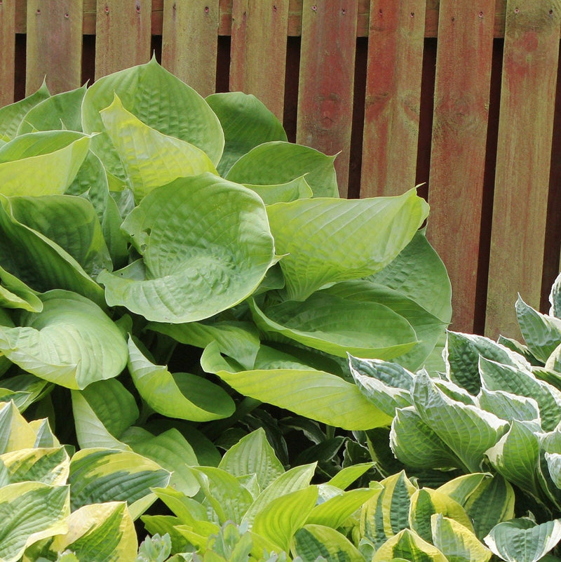 Hosta Mixed Variety {Bare Roots}, [Choose your Quantity]