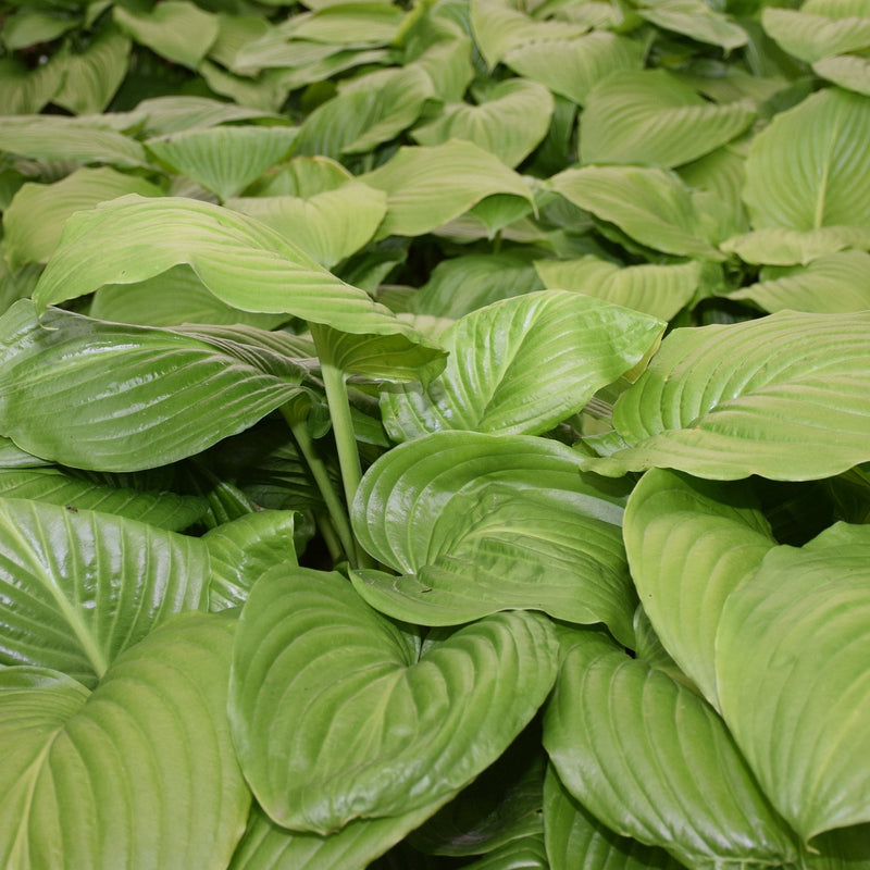 Hosta Mixed Variety {Bare Roots}, [Choose your Quantity]