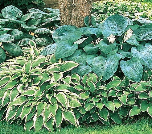 Hosta Mixed Variety {Bare Roots}, [Choose your Quantity]