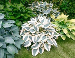 Hosta Mixed Variety {Bare Roots}, [Choose your Quantity]