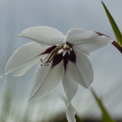 Gladiolus Murielae “Acidanthera” Abyssinian (10 Bulbs)