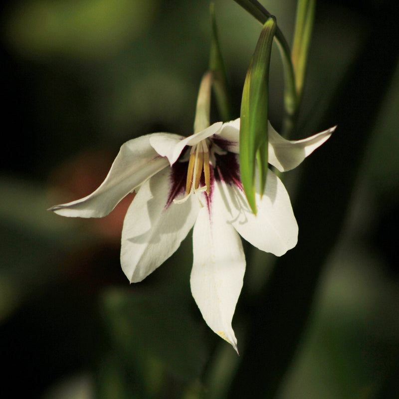 Gladiolus Murielae “Acidanthera” Abyssinian (10 Bulbs)