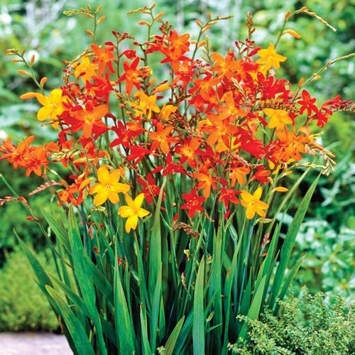 Crocosmia Mixed Colors (5 Bulbs)