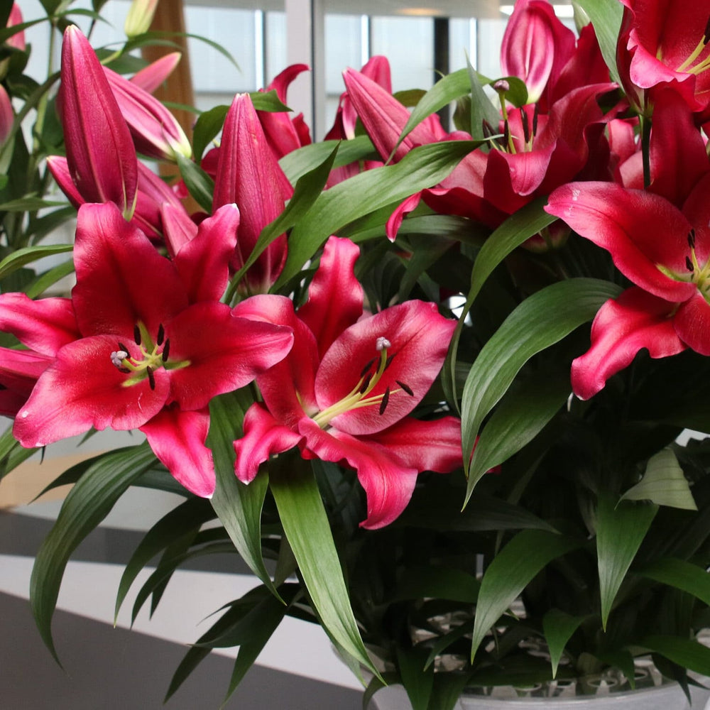 asiatic lily red highland Red Highland Asiatic Lily (3 Bulbs) – Flourishing Venture