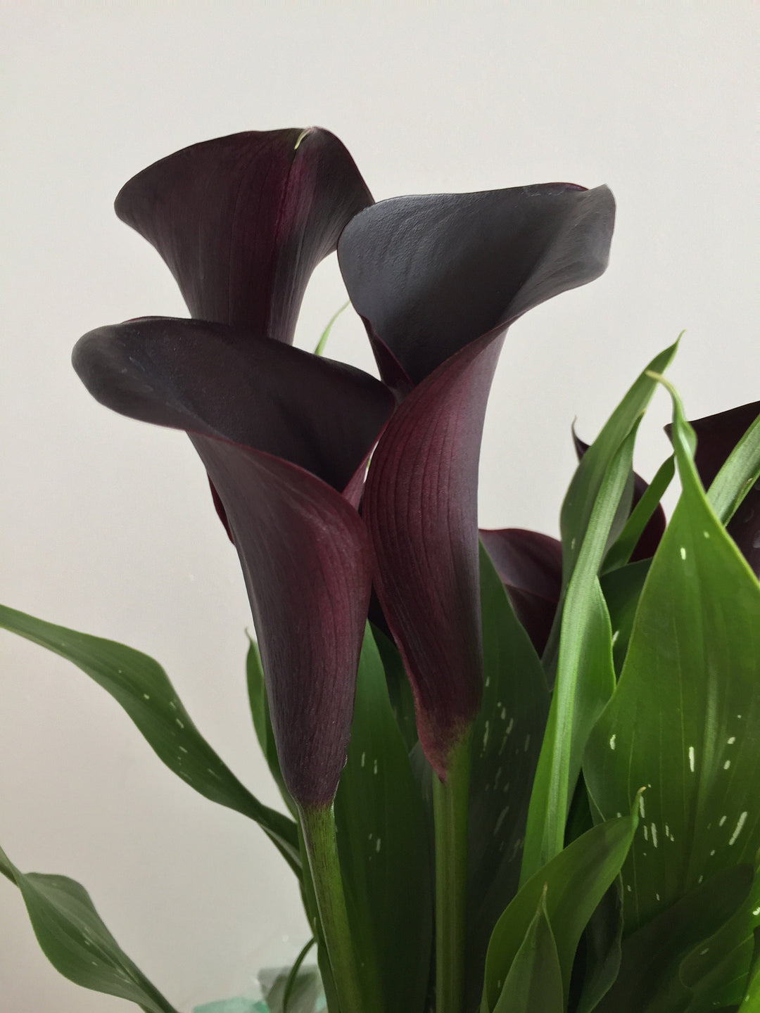 plage calla lily ジレ (black) plage calla lily ジレ (black)（Captain Black Calla Lily