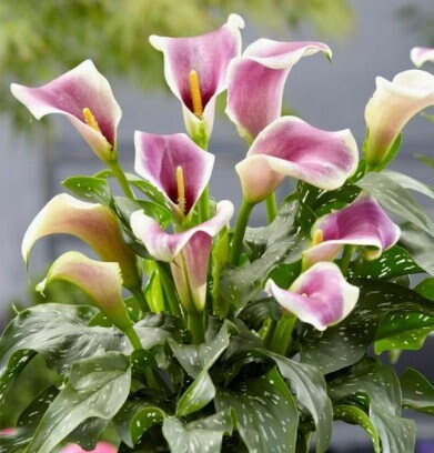 Calla Lily  "Picasso” or “Vermeer” (3 bulbs)