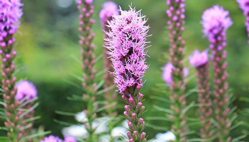 Purple Spicata “Blazing Star” Liatris (10 Bulbs)