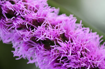 Purple Spicata “Blazing Star” Liatris (10 Bulbs)