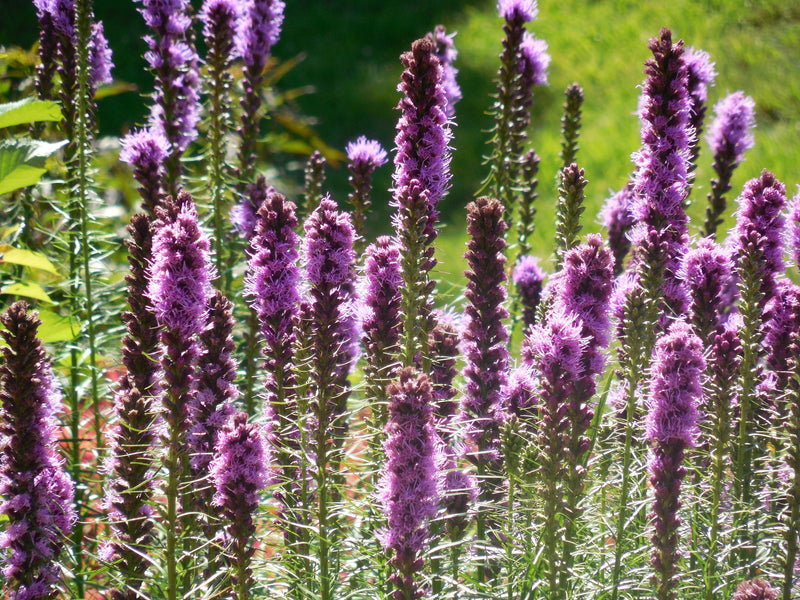 Purple Spicata “Blazing Star” Liatris (10 Bulbs)