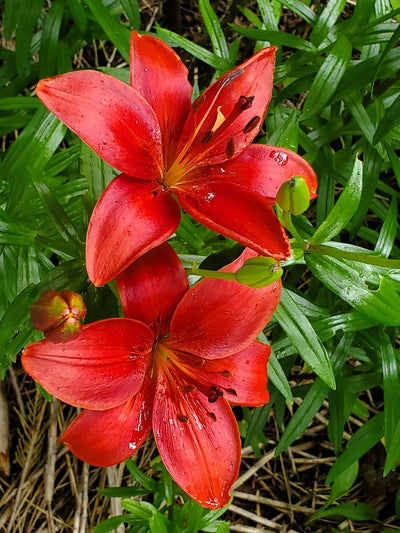 Mixed Oriental Lily (4 Bulbs)