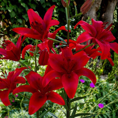 Red Highland Asiatic Lily (3 Bulbs)