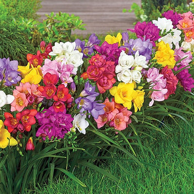 Freesia Mix (15 Bulbs)