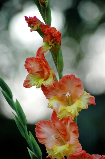 Gladiolus Sunshine Princess Margaret Rose (10 Bulbs)