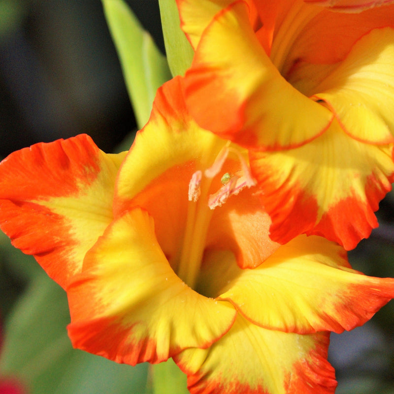 Gladiolus Sunshine Princess Margaret Rose (10 Bulbs)