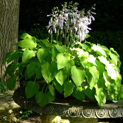 Hosta Mixed Variety {Bare Roots}, [Choose your Quantity]