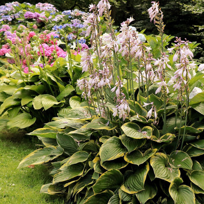 Hosta Mixed Variety {Bare Roots}, [Choose your Quantity]