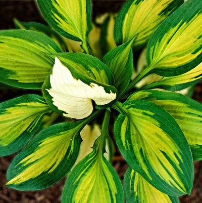 Hosta Mixed Variety {Bare Roots}, [Choose your Quantity]