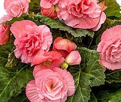 Pink Begonia (5 Bulbs)