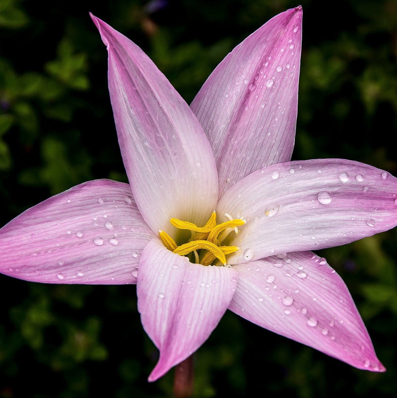 Pink Rain Lily (12 bulbs)